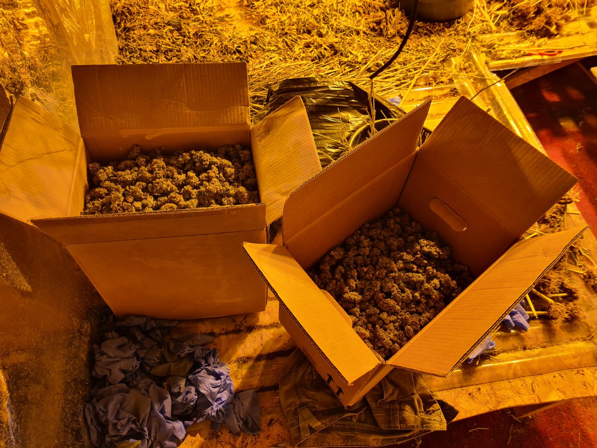 €150,000 worth of suspected cannabis plants and herb have been seized in Monaghan  Gardaí raided a house in Carrickmacross around 9pm last night  A man aged in his 20s was arrested at the scene