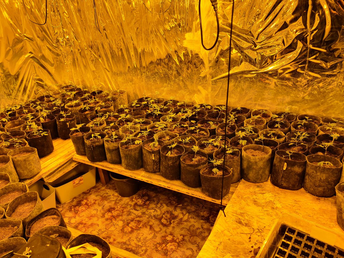 €150,000 worth of suspected cannabis plants and herb have been seized in Monaghan  Gardaí raided a house in Carrickmacross around 9pm last night  A man aged in his 20s was arrested at the scene  